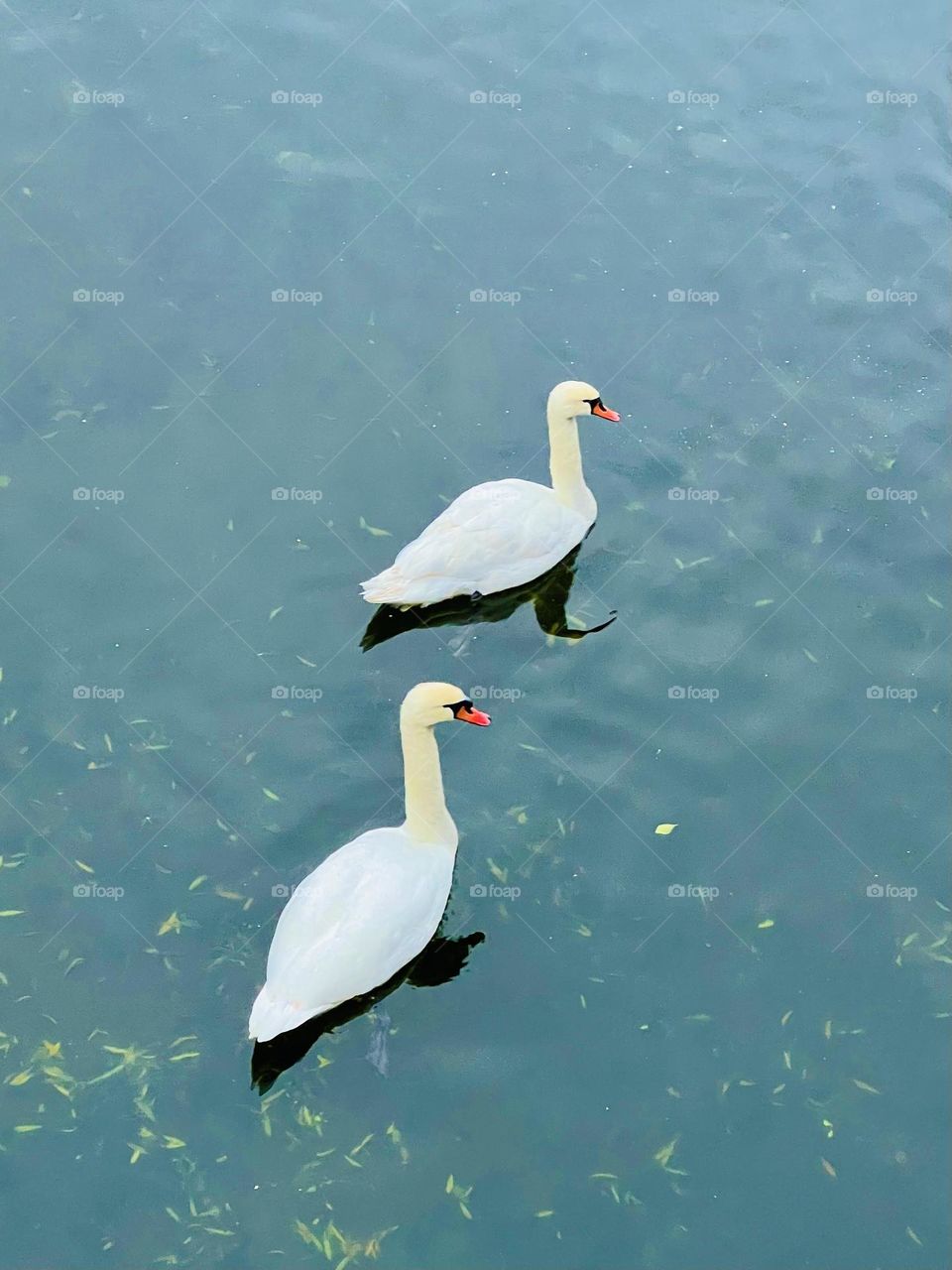 Pair of swans