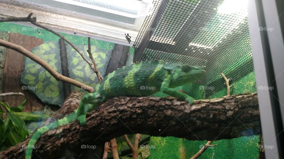 chameleon