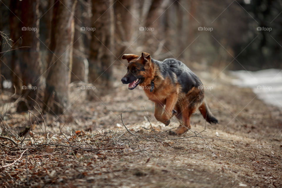 German shepherd 7-th months old puppy in a spring forest at sunny day