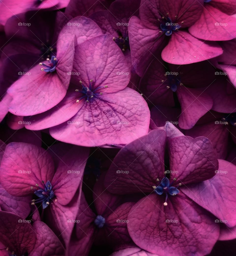 Purple hydrangeas—taken in Ludington, Michigan 
