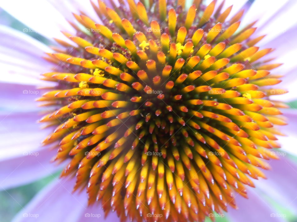 Cultivated Pink Daisy Up Close