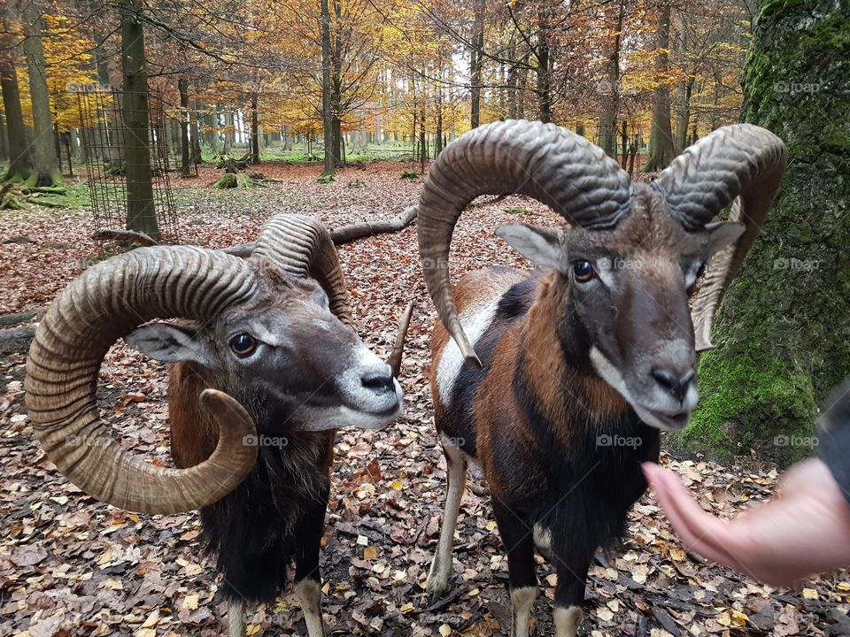 Two bighorns are waiting for the feed