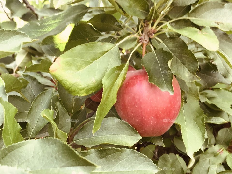 Single apple on an apple tree