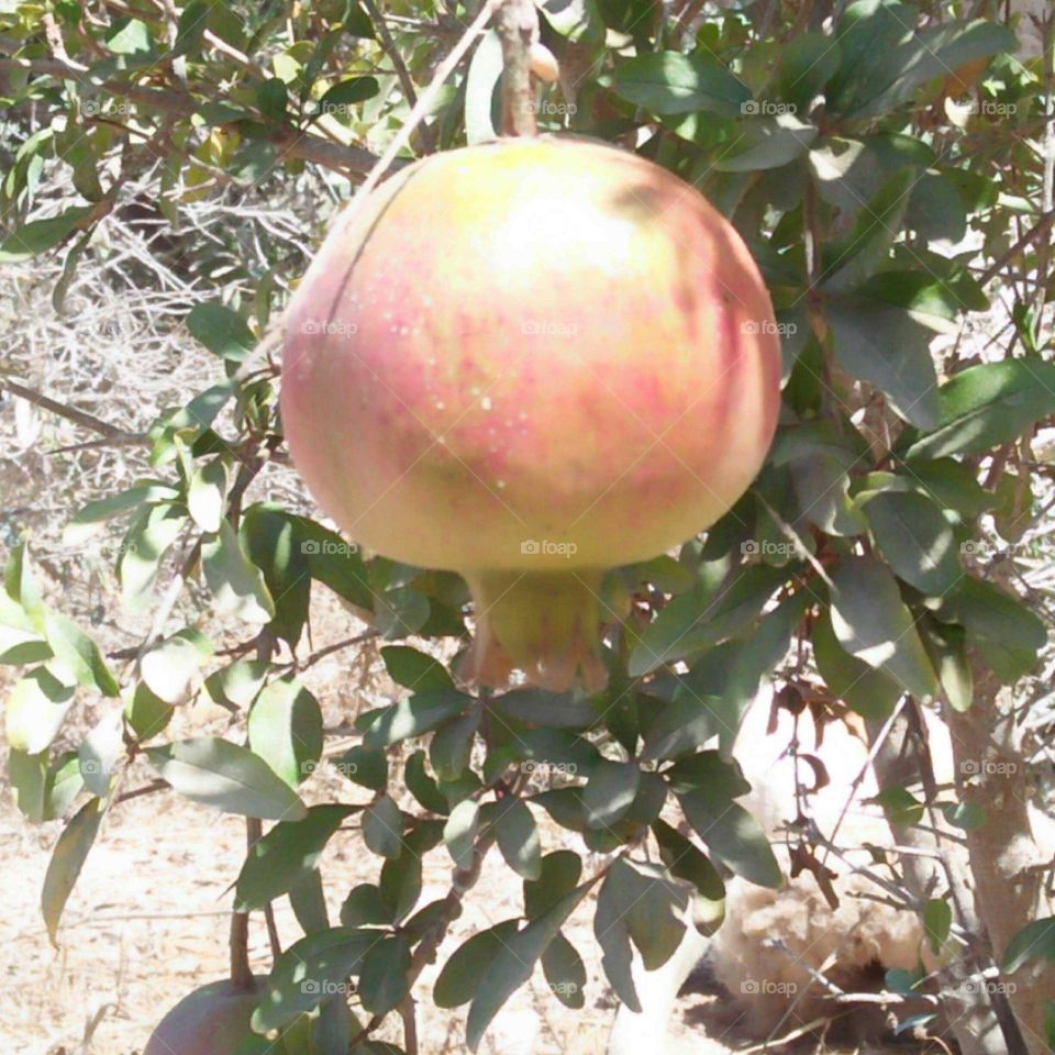 Beautiful tree of pomegranate