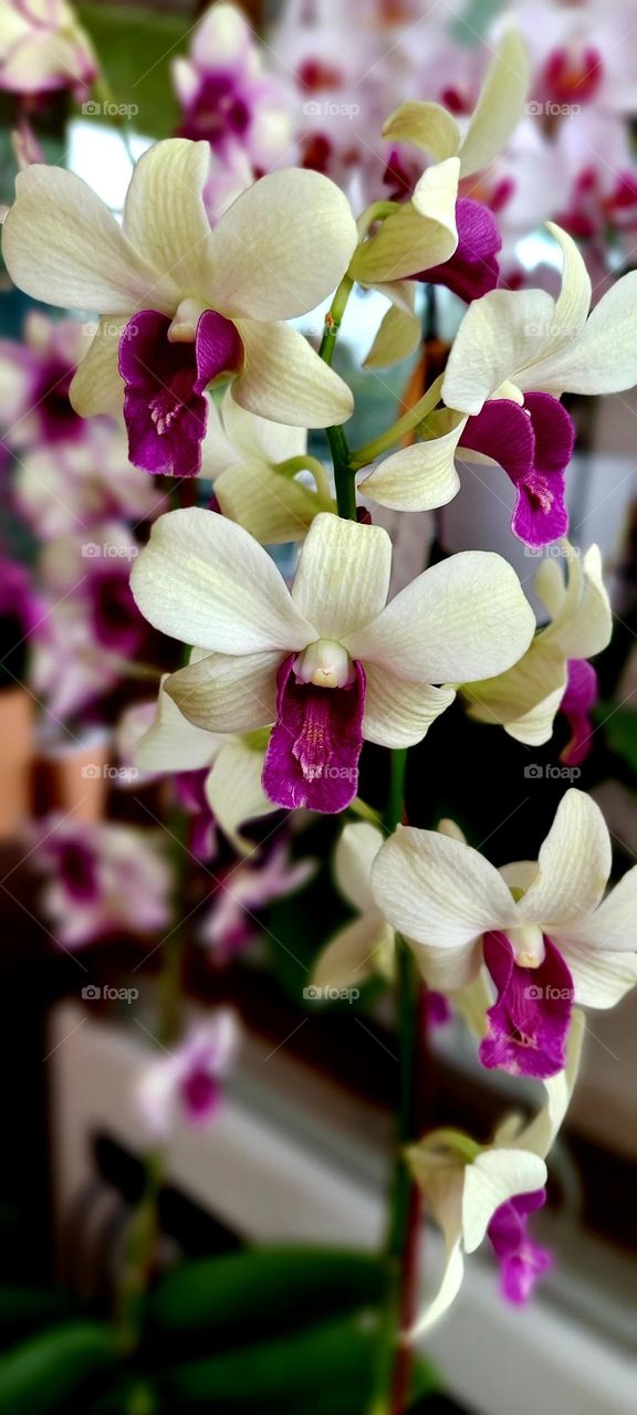 Larat orchid is one of the flowers of Indonesian identity, especially in Maluku. This plant has the scientific name Dendrobium phalaenopsis. Larat orchids have two names in common, namely Vappodes phalaenopsis and Dendrobium bigibbum. This beautiful