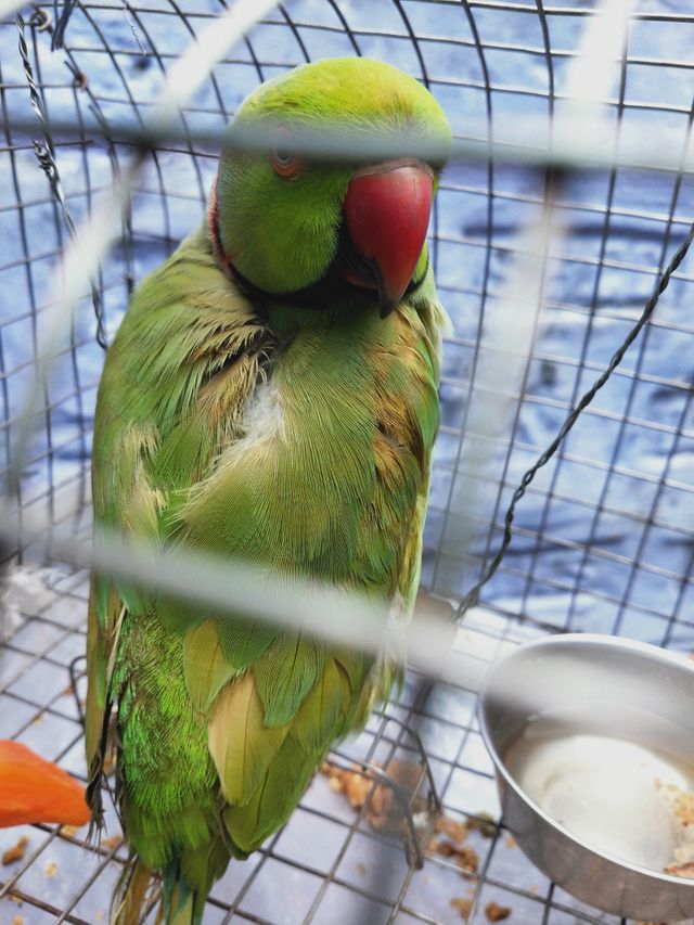 parrot 🦜