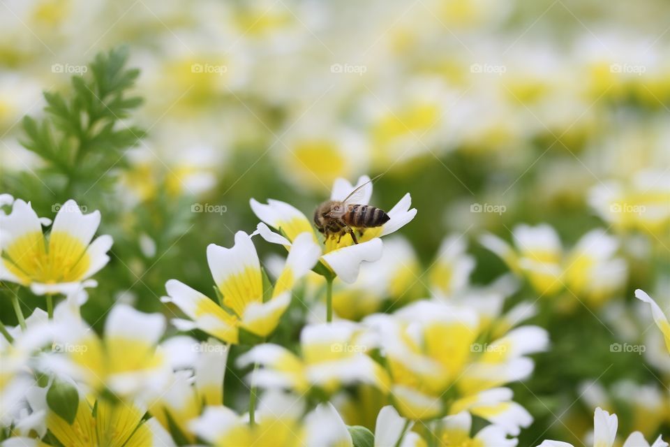 Limnanthes douglasii, 