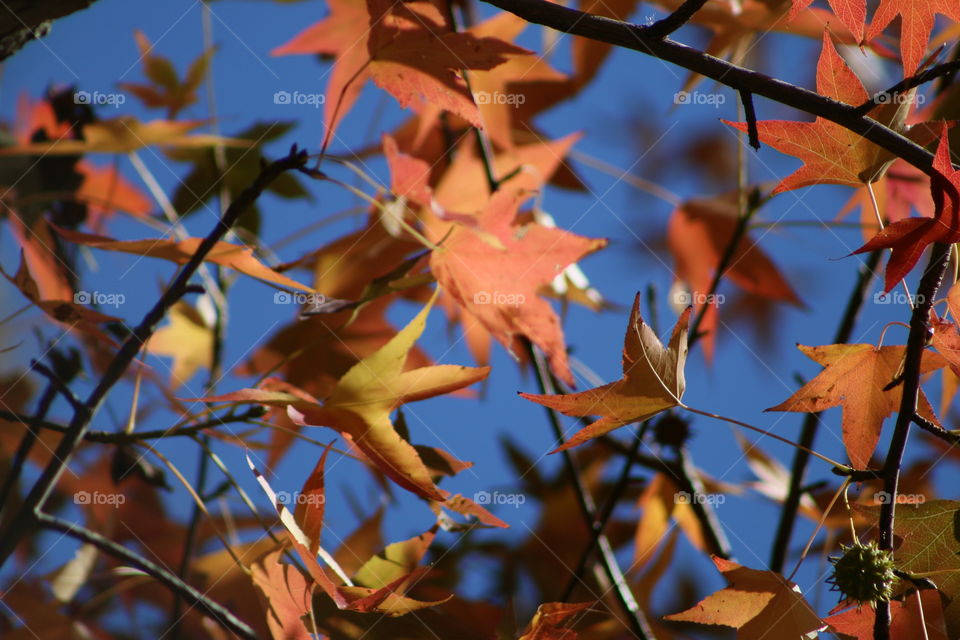 Beautiful leaves