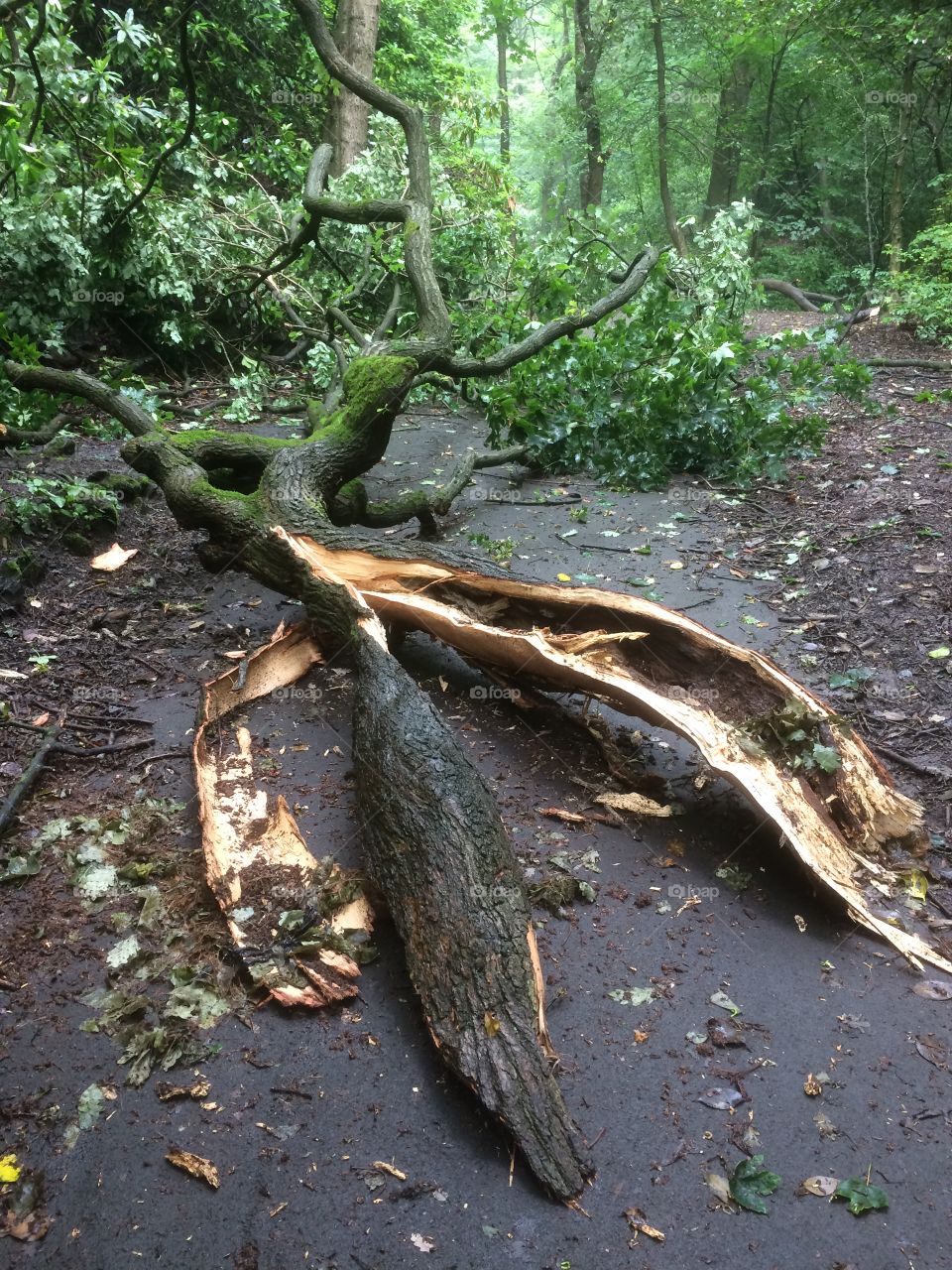 Fallen tree branches 