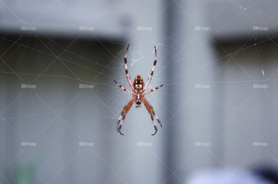 Close-up of spider on web