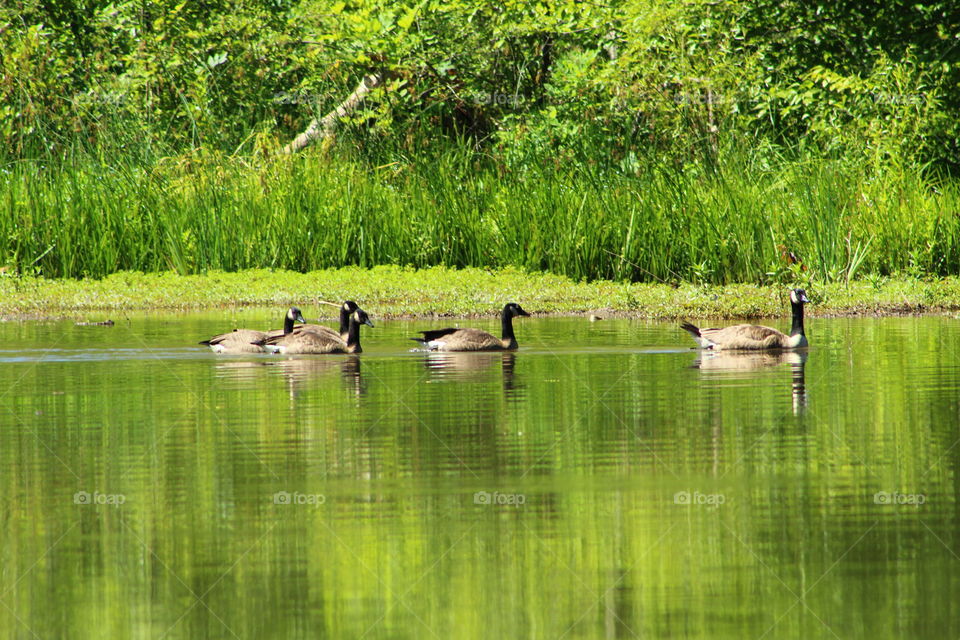 Canadian geese on the river