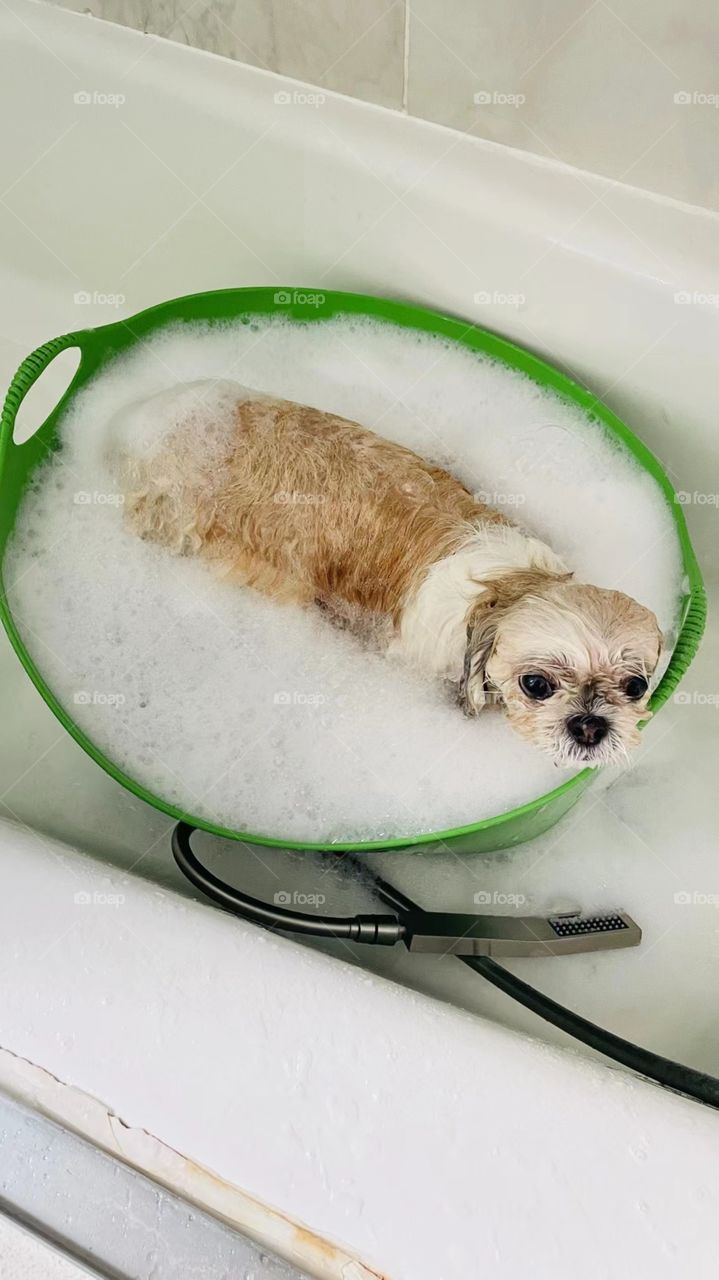 The dog is showering 