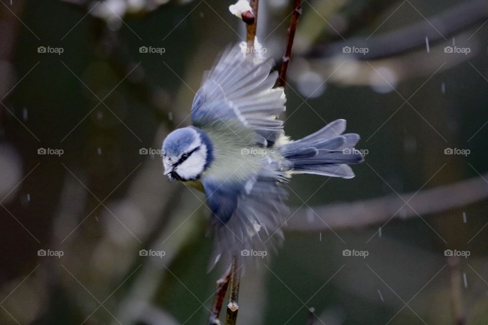 Blue tit in flight during the rain