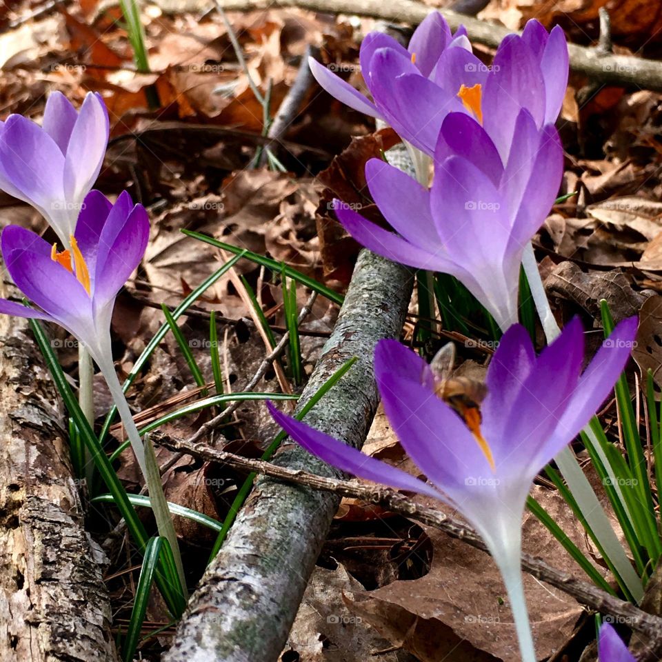 Crocuses growing through forest floor among dead leaves and sticks. These are purple perennials growing in New England.