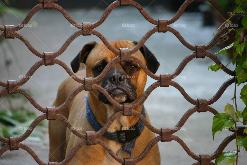 Dog fence