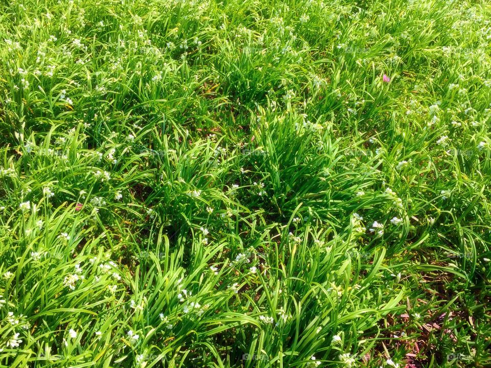 Grass background white flowers