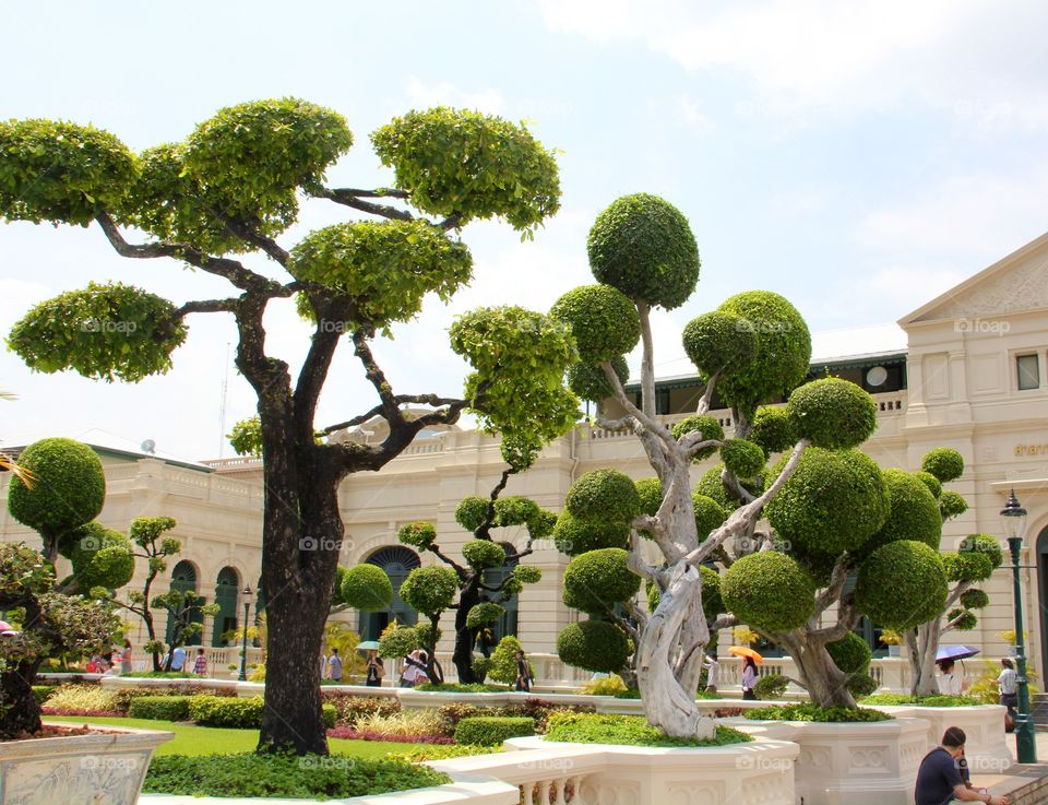 Bonsai trees in the garden