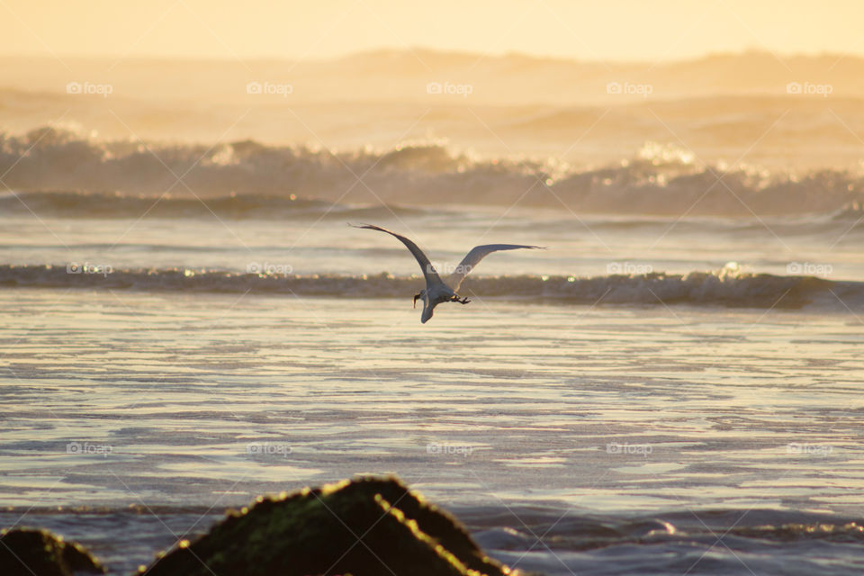 Bird flying with fish