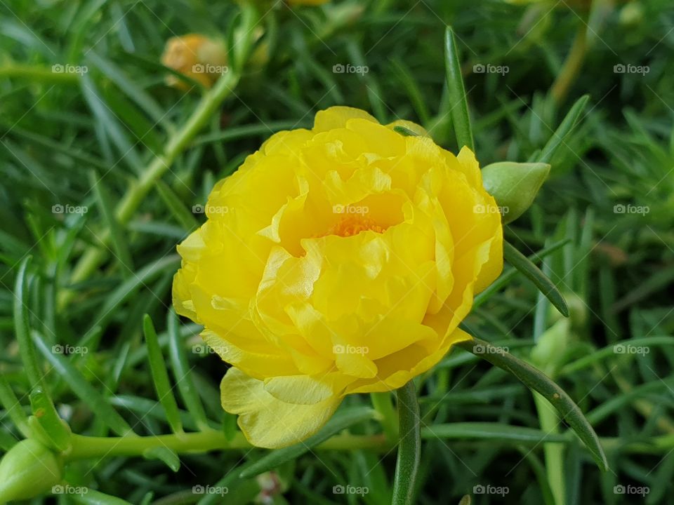 the portulaca grandiflora