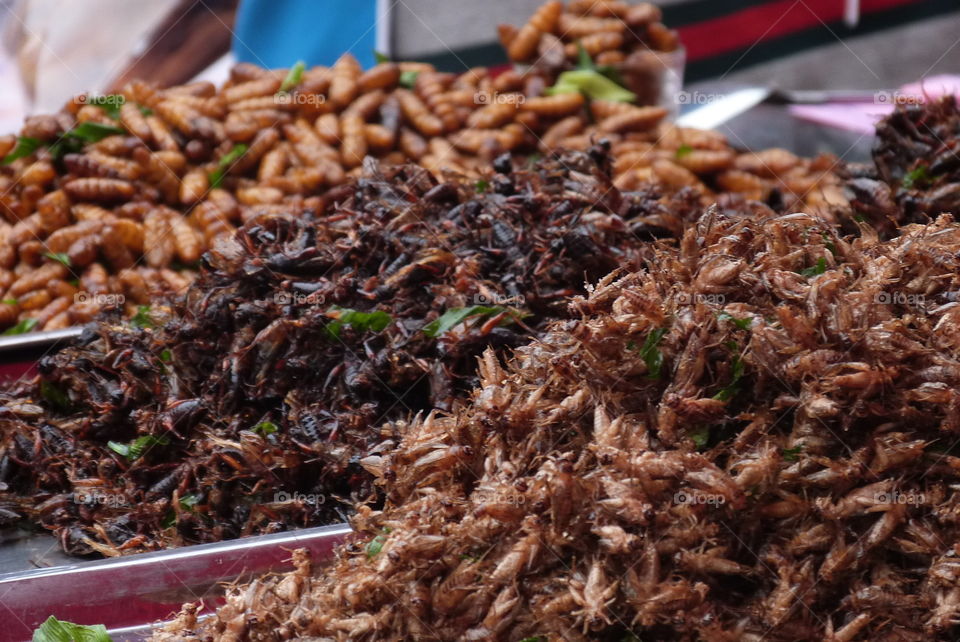 Bugs...&co in Lampang, Thailand