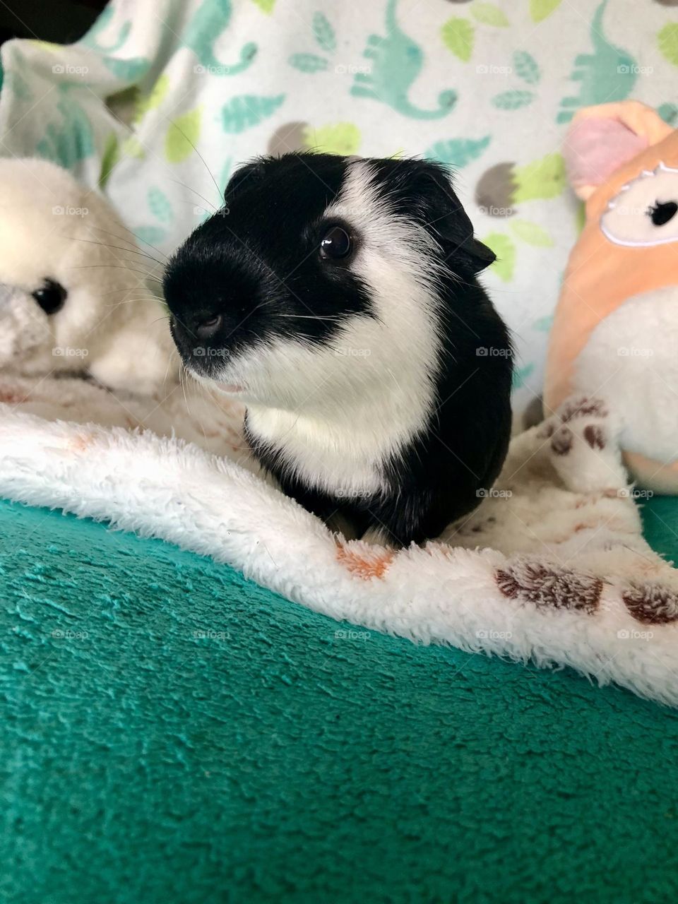 Jake my Guinea pig / little boy piggy 🐾