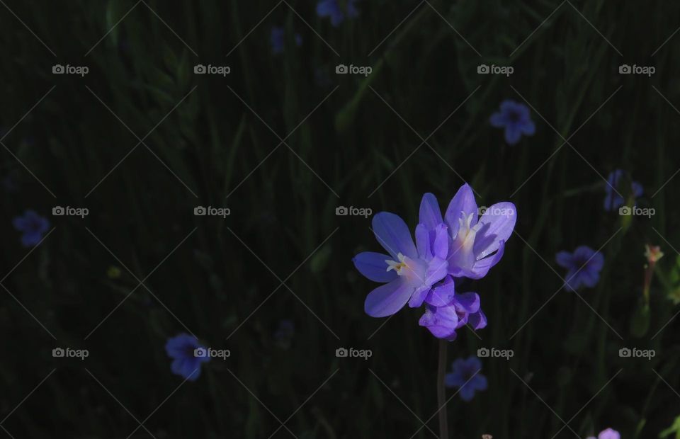 California Superbloom 2023 - Blue Dick Wildflower