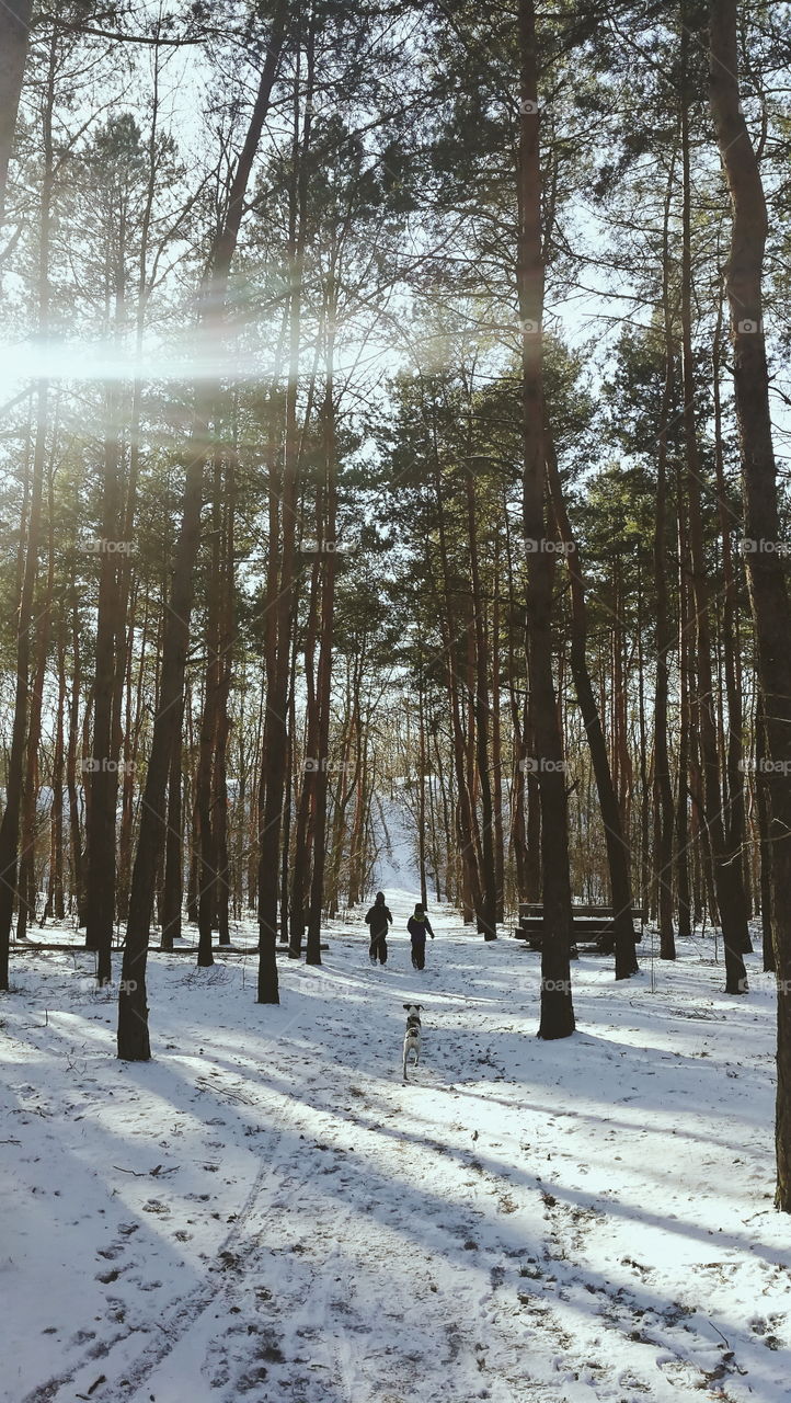 Kids walking a dog in snow covered forest