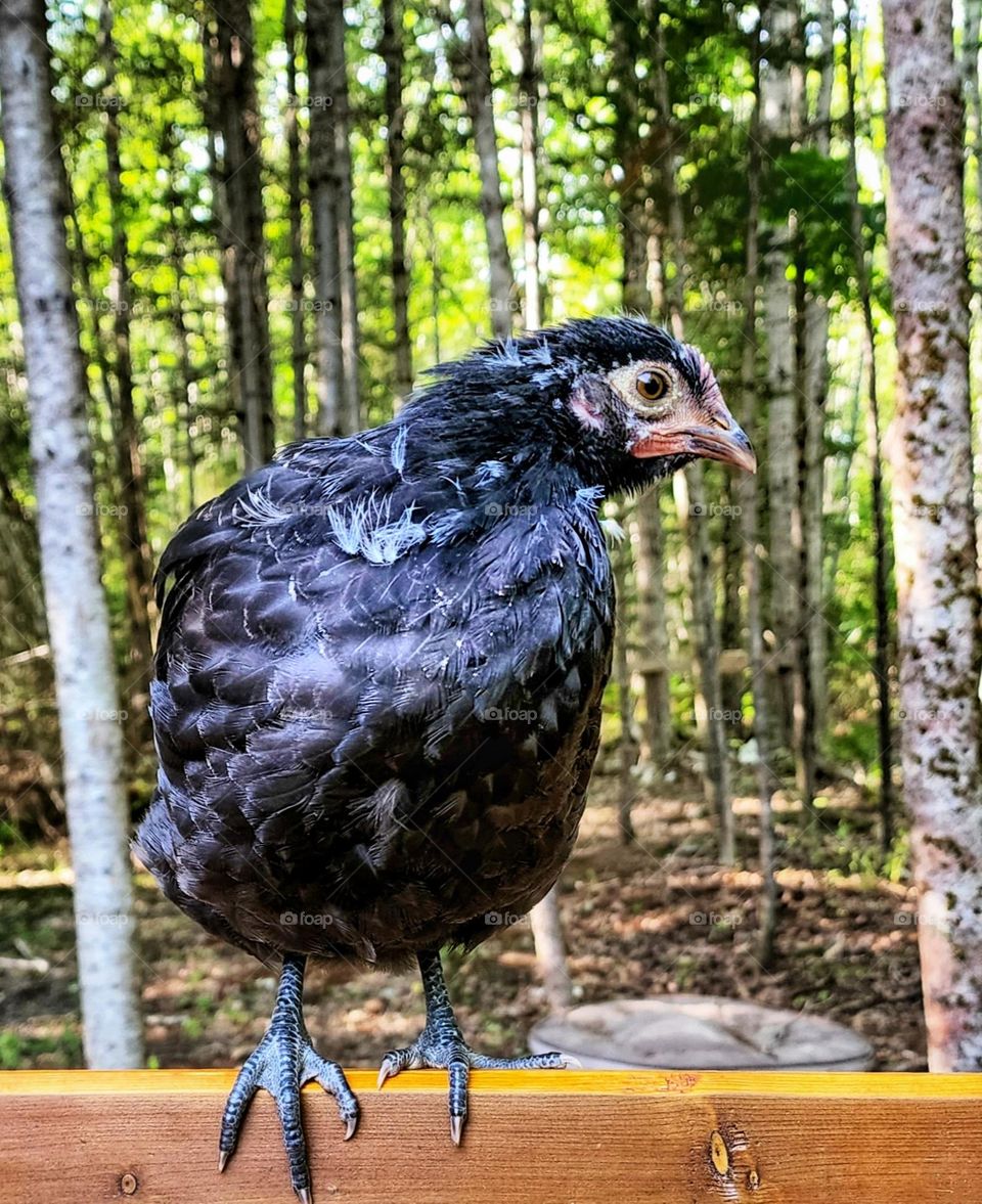 6 week old chicken exploring the forest