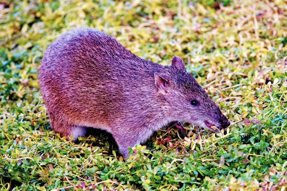Bandicoot - Australian marsupial