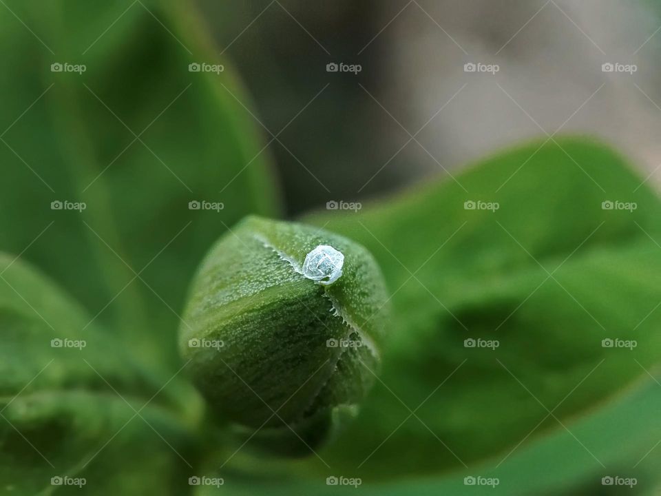 Macro photo of a flower growing in the garden