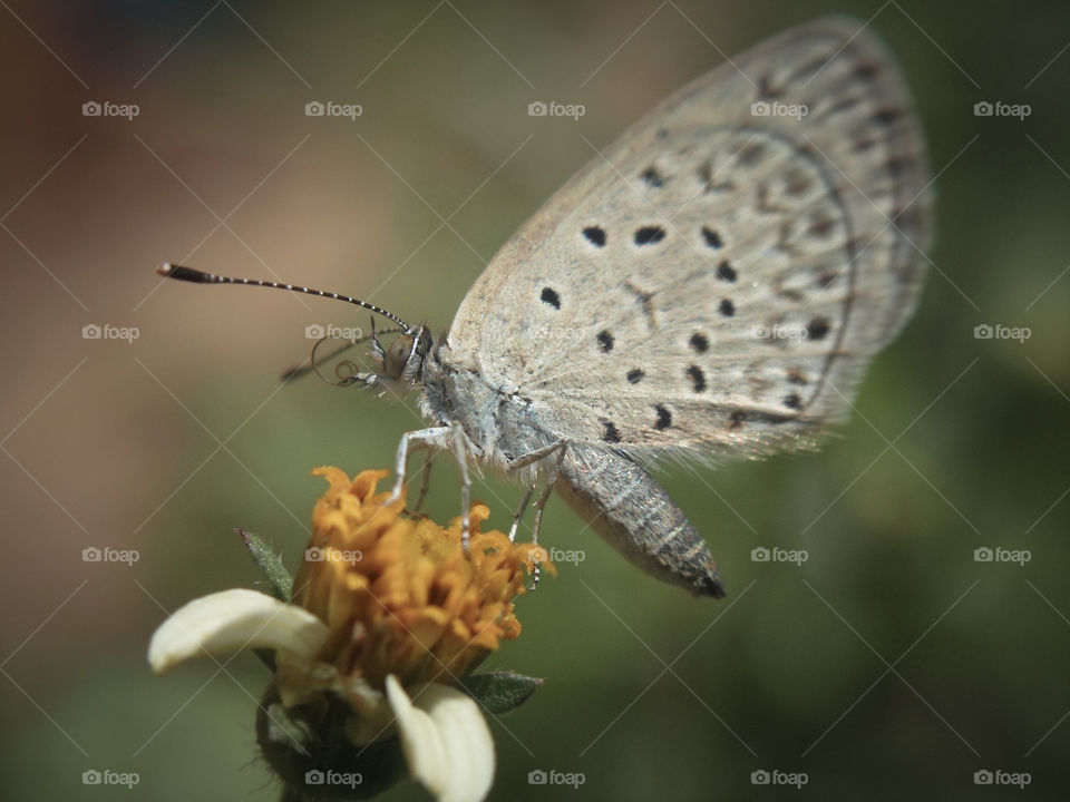 small butterfly on a weed