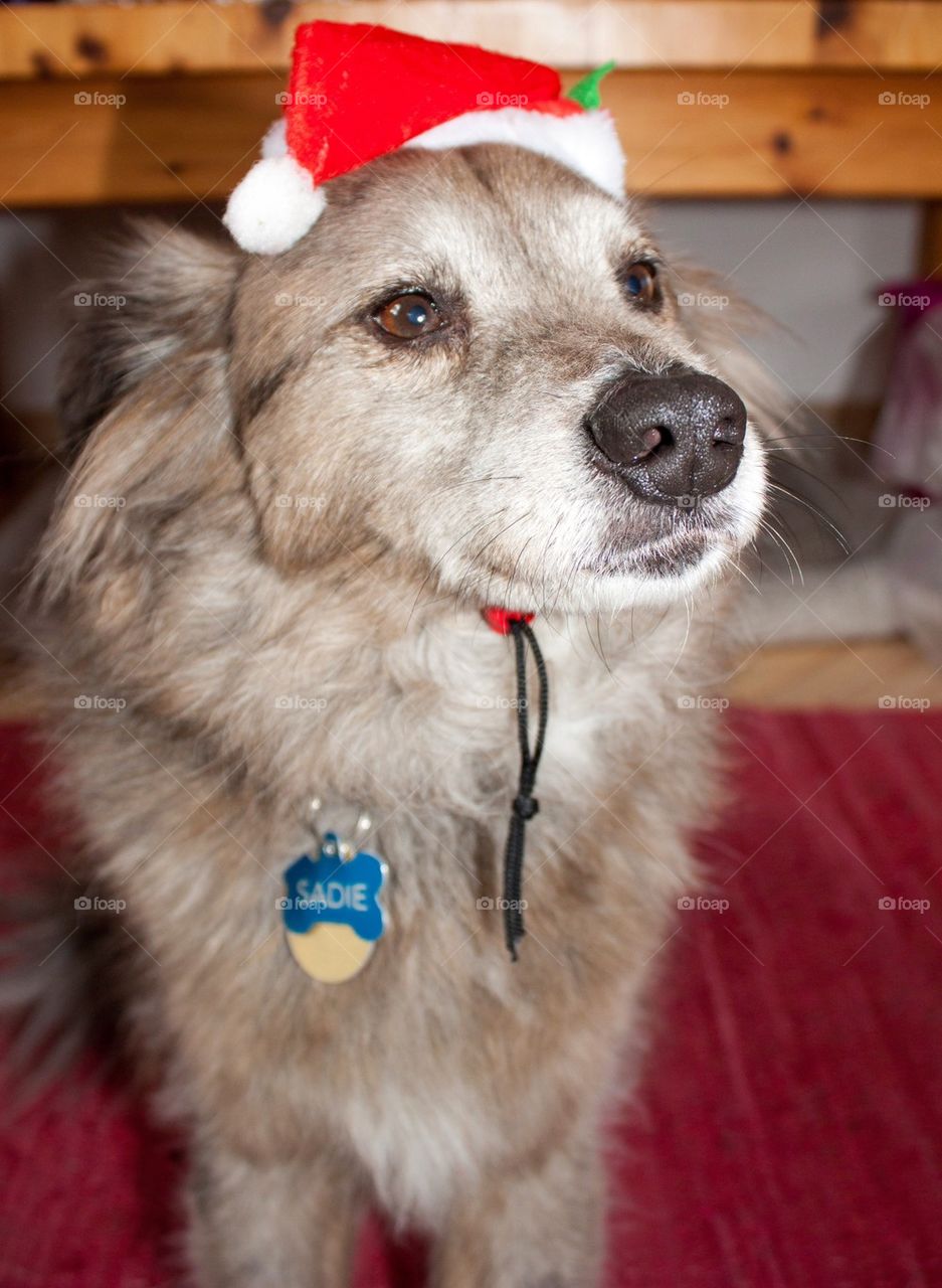 Santa dog 