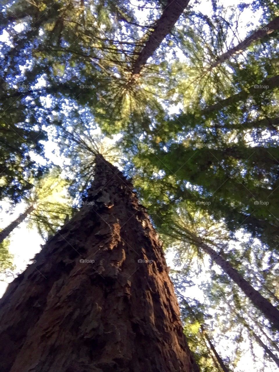 Redwood tree in Northern California 
