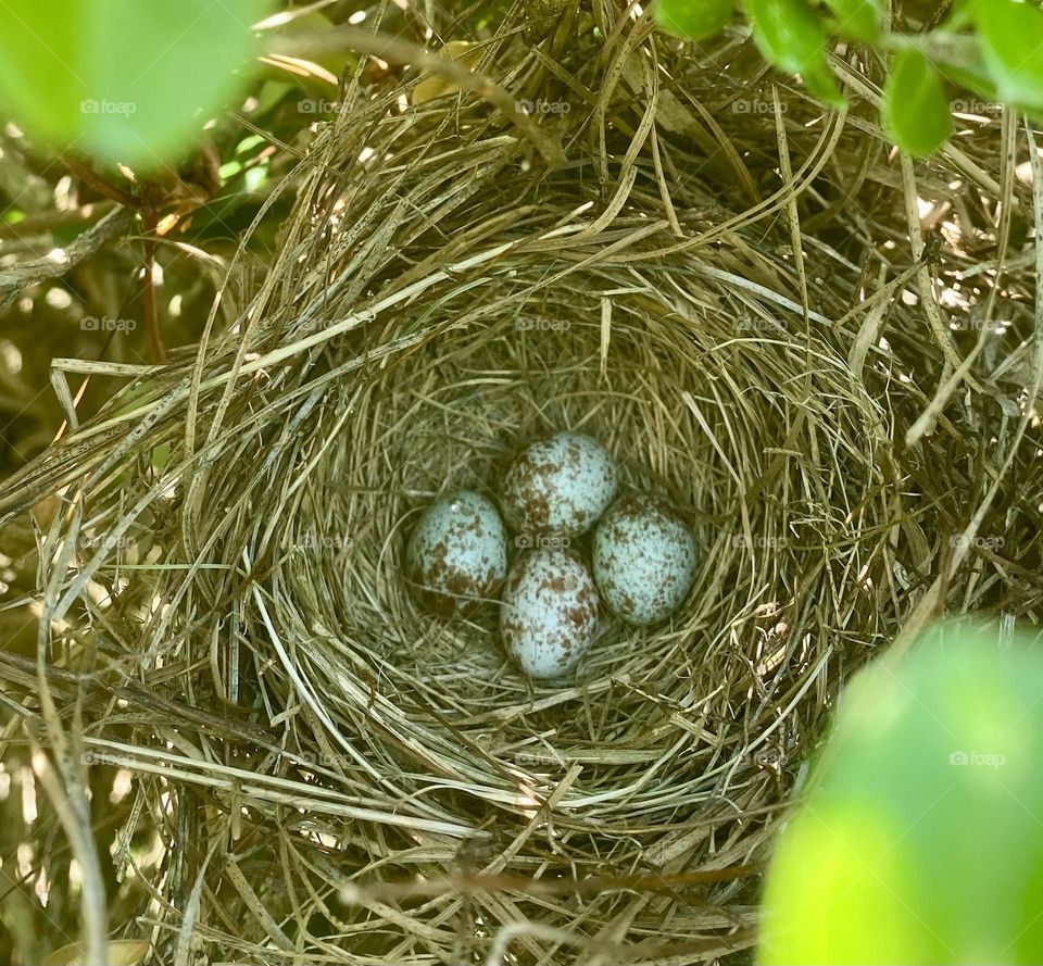 Nest of 4 Purple Finch eggs 