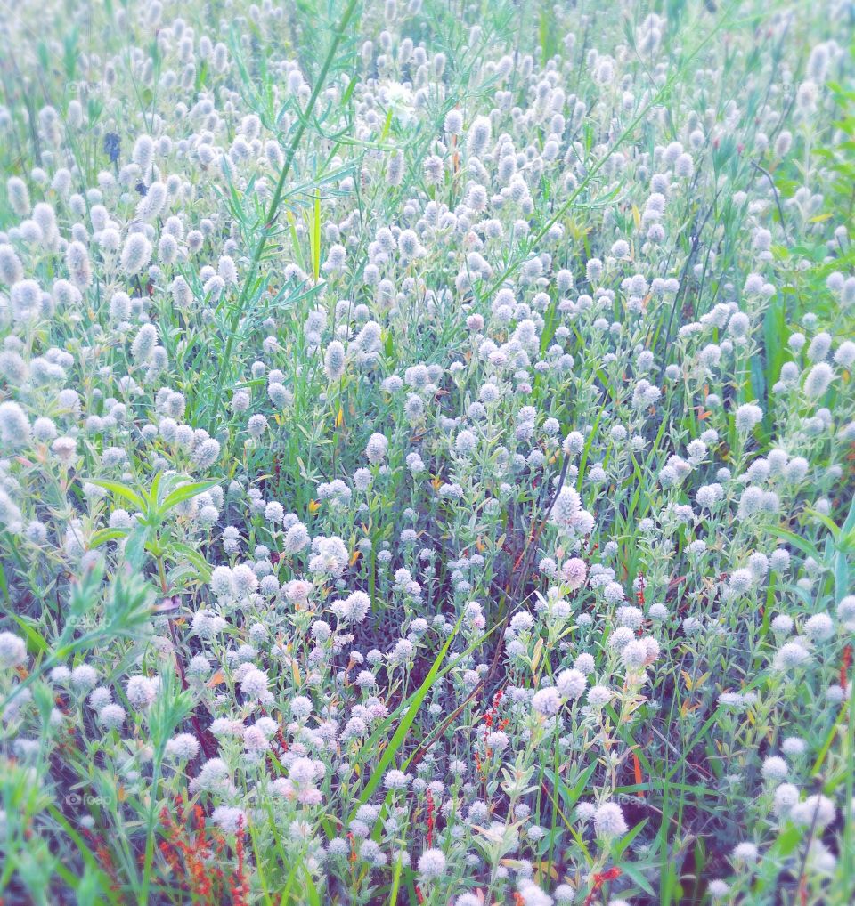 Field of tiny wildflowers