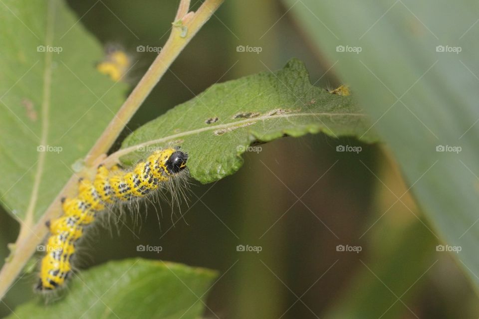 Hairy Caterpillar
