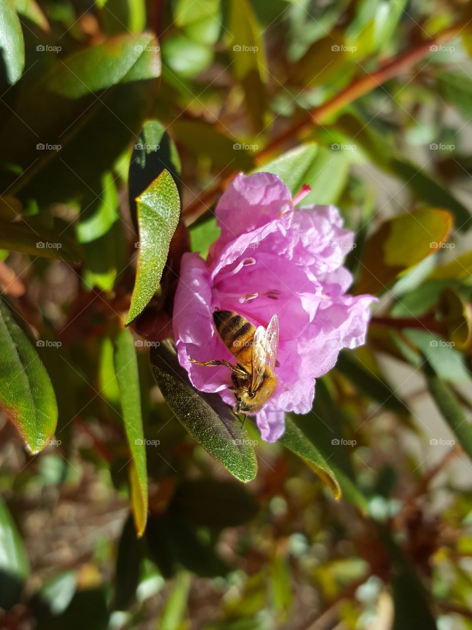 pollen