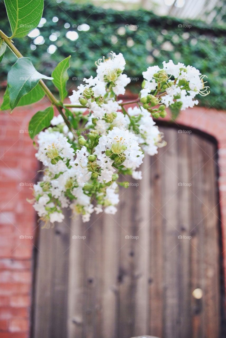 Savannah door