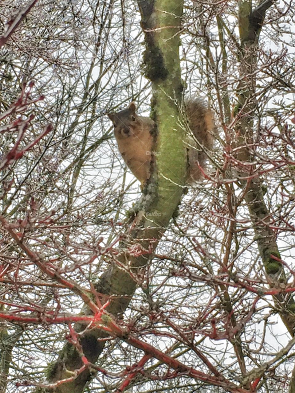 Ice storms in the northwest are no fun for squirrels in trees.