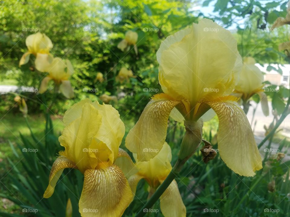 yellow spring summer garden irises