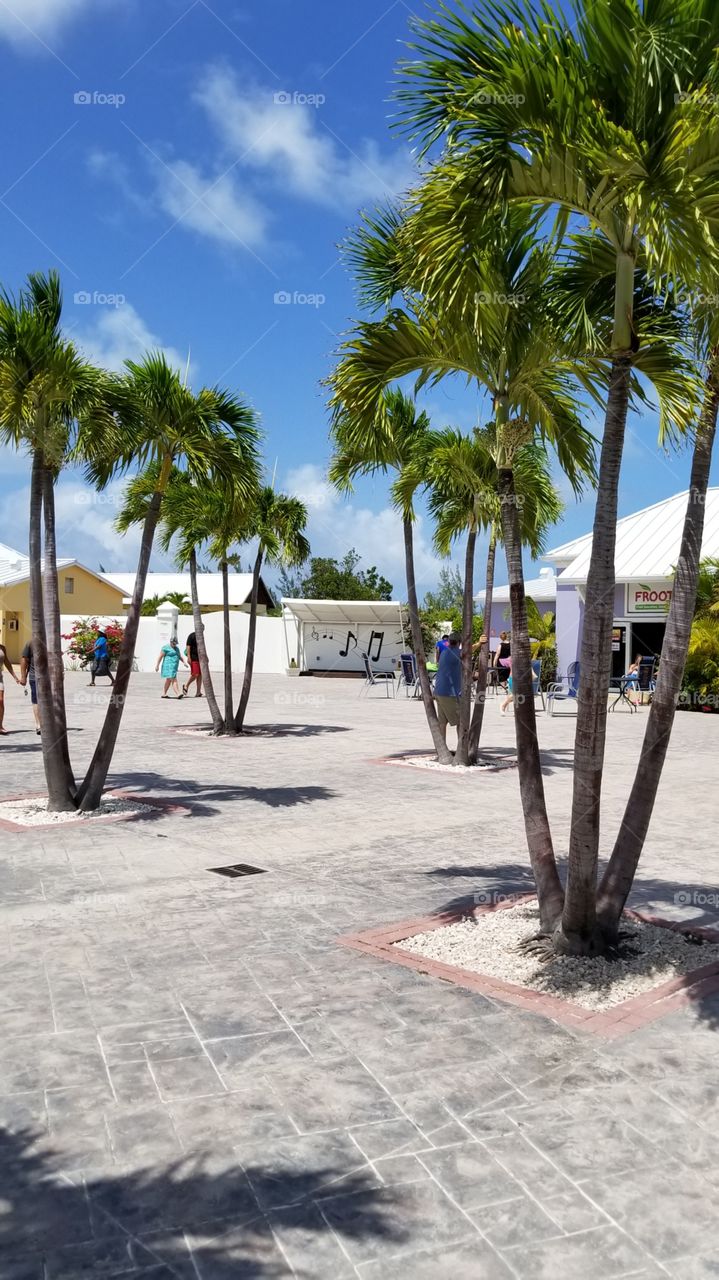 Strolling Past Beautiful Trees