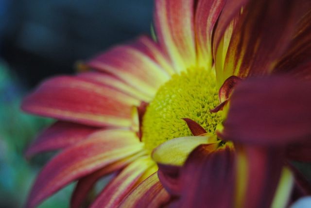 Vibrant flower