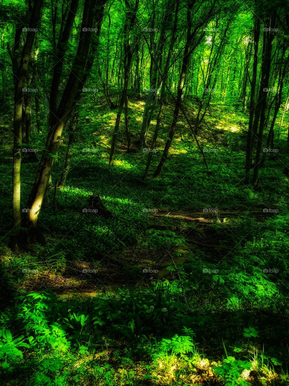 Green plant flower beauty nature greens outdoor