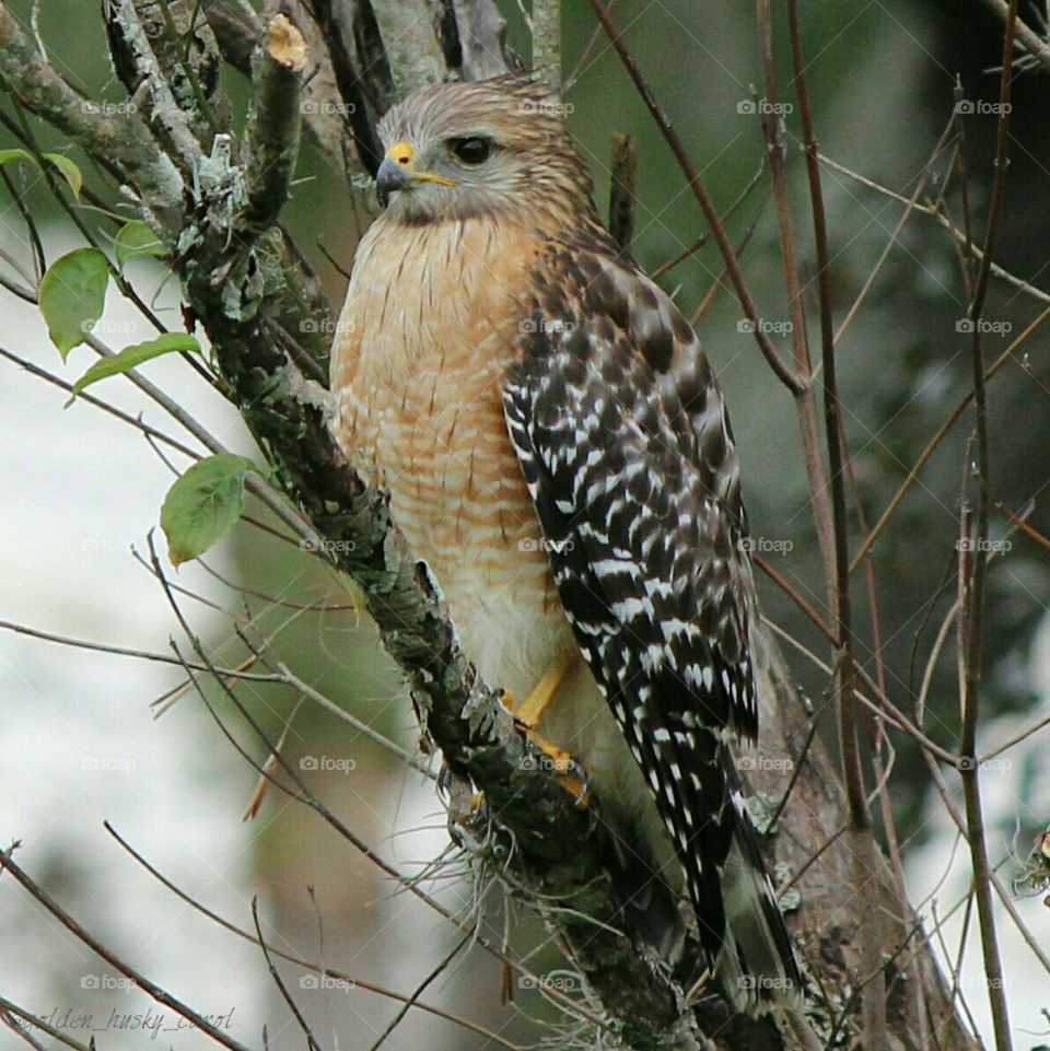 Red Shouldered hawk hunting for dinner