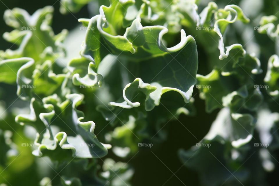 Kale, close-up