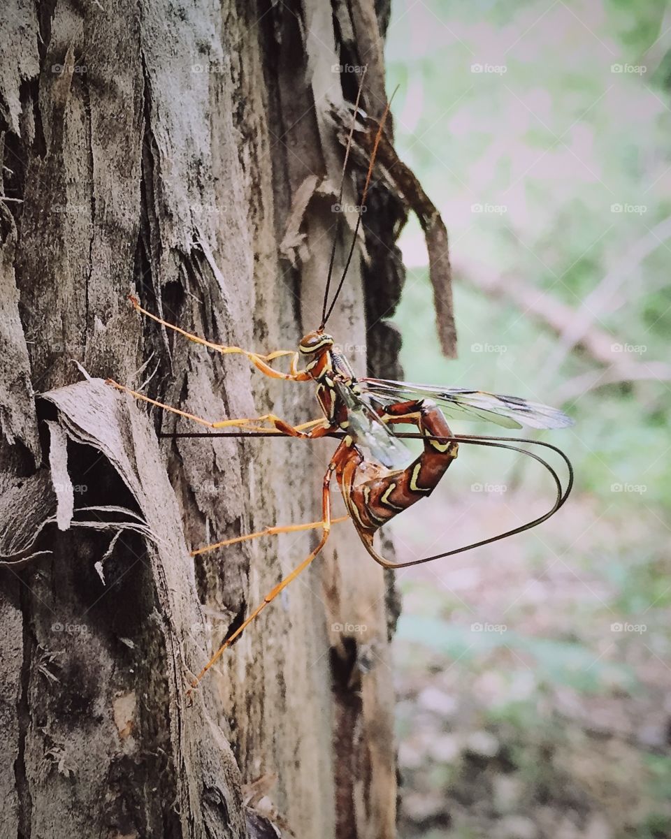 Ichneumon wasp laying eggs