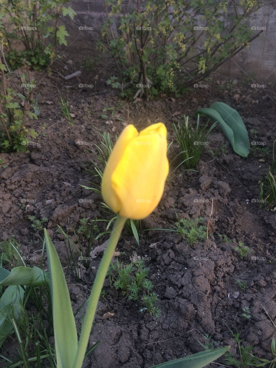 Жёлтый тюльпан