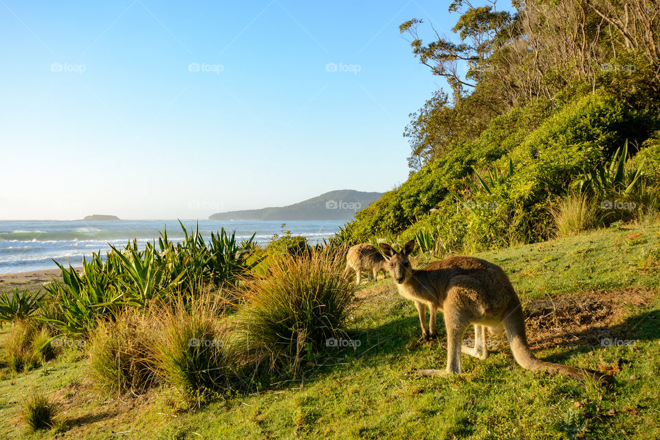 Kangaroos grazing on a grassy area at a beach in Eastern Australia.