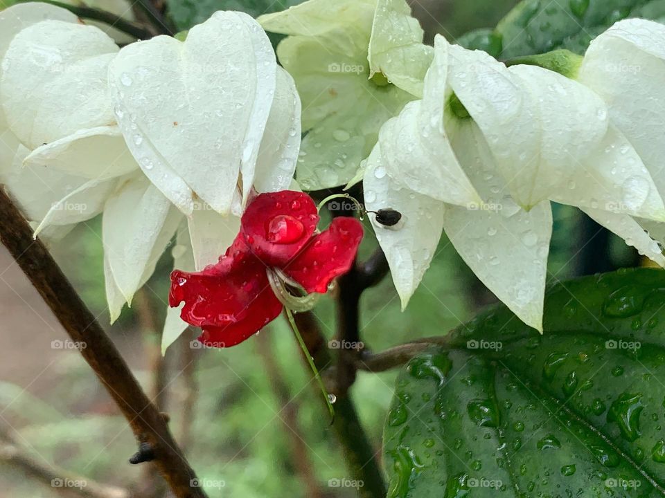 Spring Red And White Flowers After Rain 