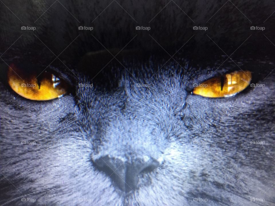 Black cats may look creepy but they are so cute